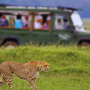 Read more about the article 20 Best Tailor-made Safari Companies in Uganda