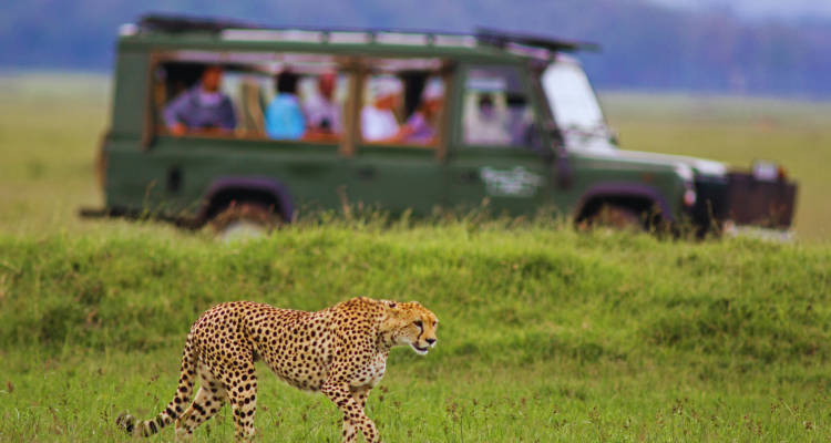 You are currently viewing 20 Best Tailor-made Safari Companies in Uganda