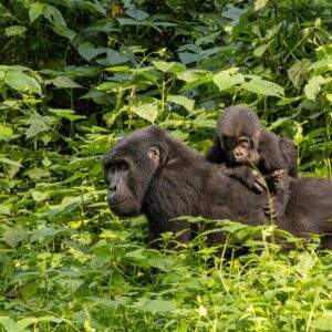 Read more about the article Uganda gorilla trekking safaris from the United States of America.