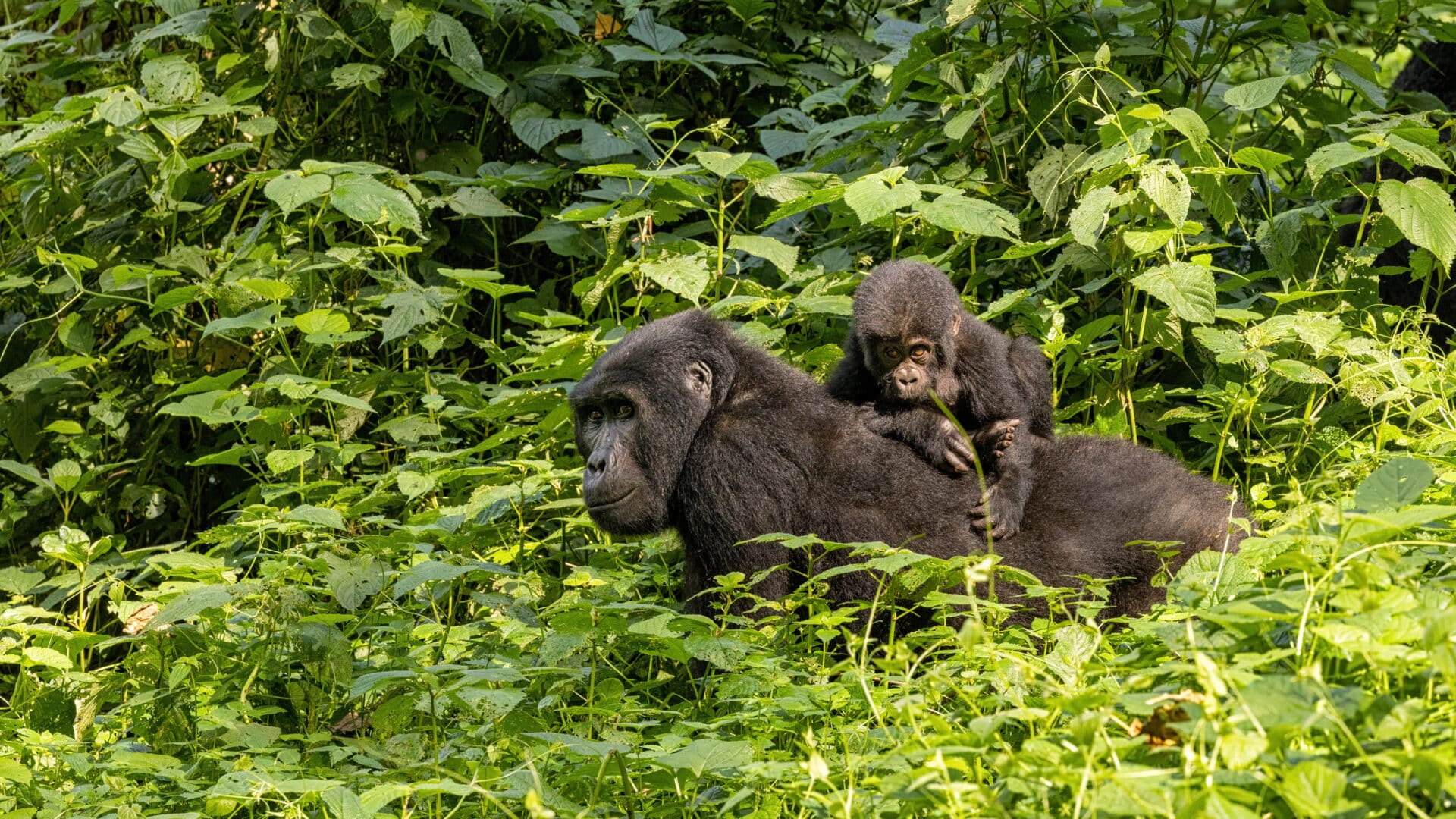 Read more about the article Uganda gorilla trekking safaris from the United States of America.