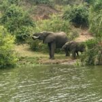 3-Day Big 5 Budget Safari in Murchison Falls Uganda