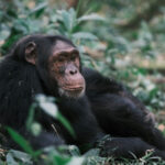 3-Day Queen Elizabeth Wildlife & Chimpanzee Safari