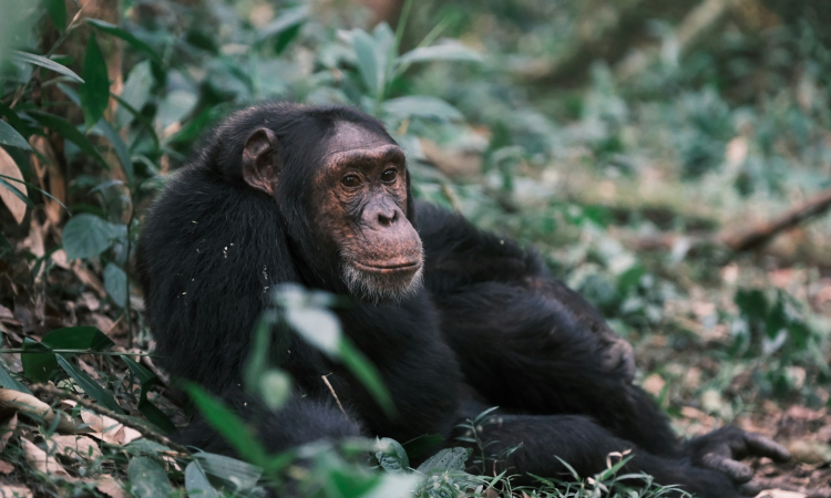 You are currently viewing 3-Day Queen Elizabeth Wildlife & Chimpanzee Safari