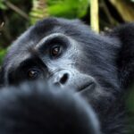 3-Day Gorilla Trekking Luxury Safari