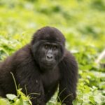 4-Day Uganda Gorilla Luxury Safari