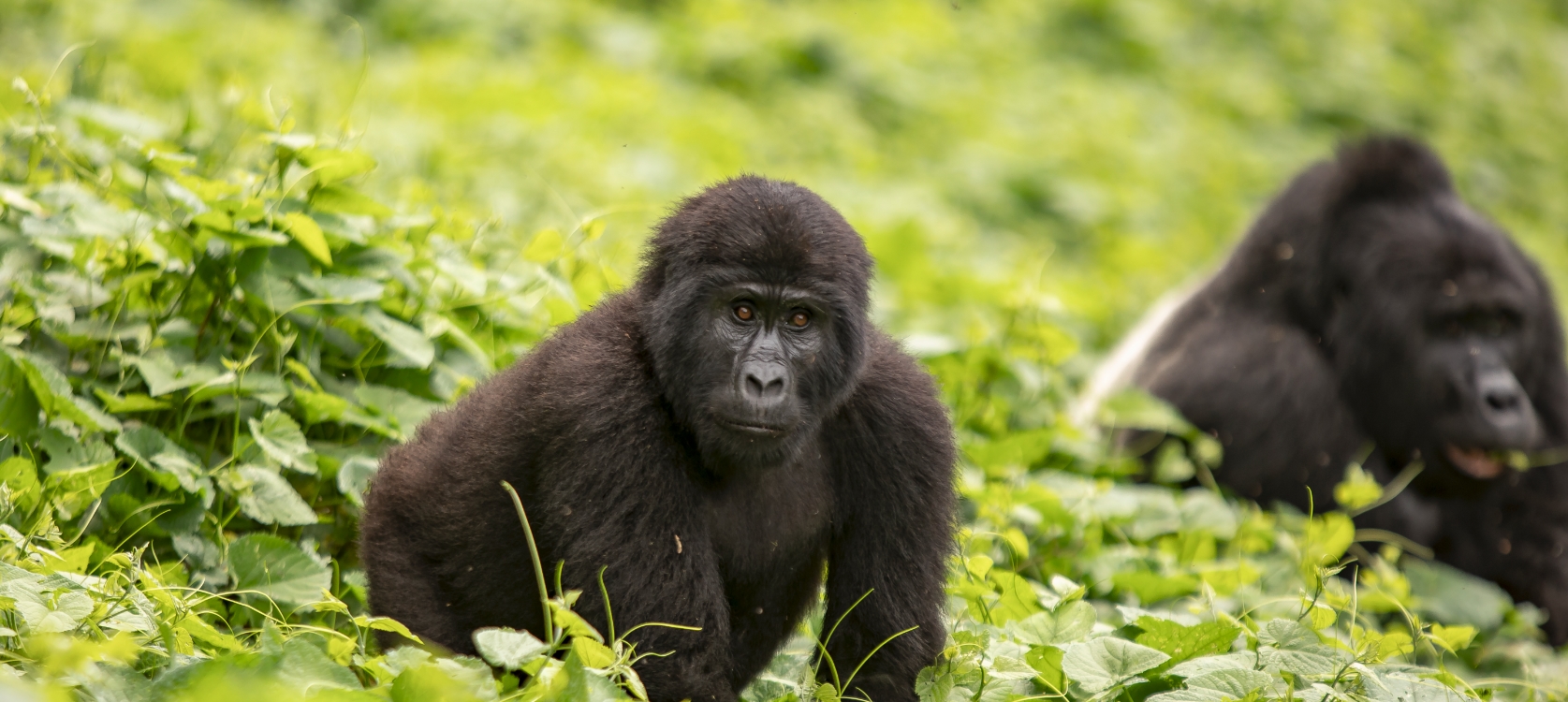 You are currently viewing 4-Day Uganda Gorilla Luxury Safari