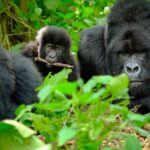 5 Best Places to See Gorillas in Africa