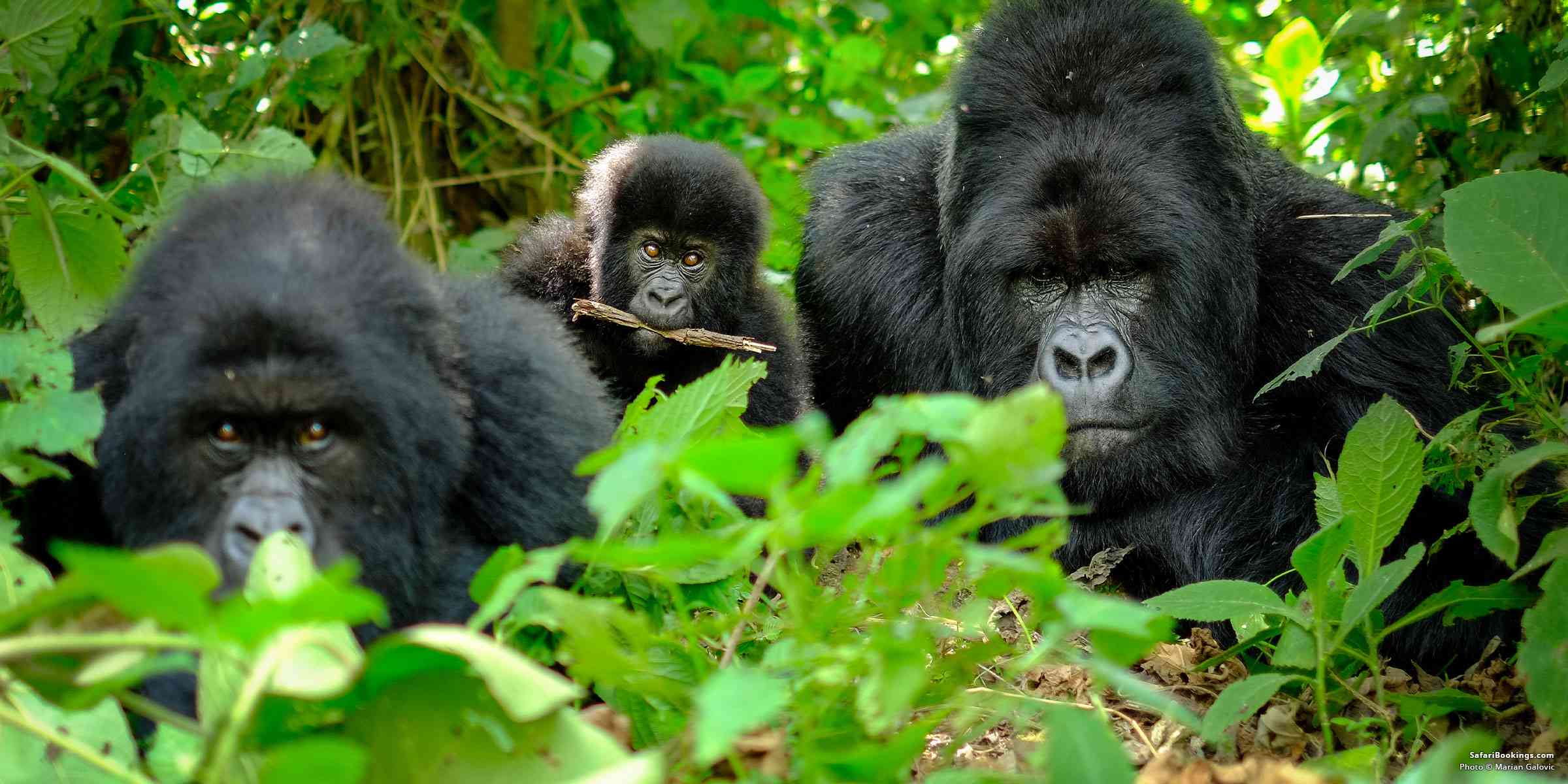 Read more about the article 5 Best Places to See Gorillas in Africa