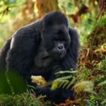 5-Day Encounter Gorillas in the Wild in Bwindi