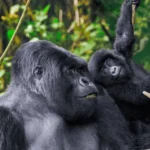 5-Day Gorilla, Chimpanzee and Shoebill Safari Uganda