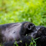 5-Day Gorilla Trek Experience in Uganda
