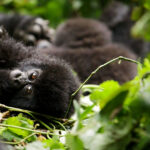 5-Day Gorilla and Chimps Safari in Uganda