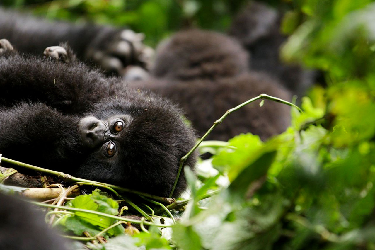 You are currently viewing  5-Day Gorilla and Chimps Safari in Uganda