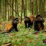 Golden Monkey Trek