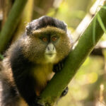 Golden Monkeys