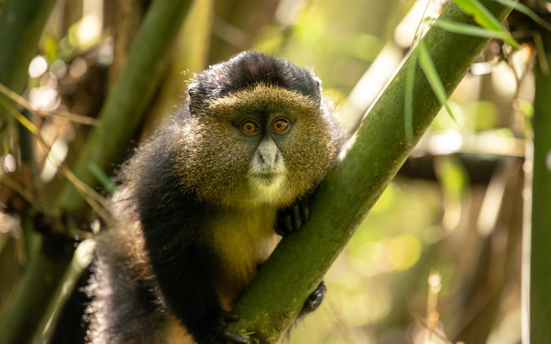 Read more about the article The Best Places To Track Golden Monkeys in East Africa