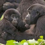 Gorilla trekking in Uganda vs Rwanda