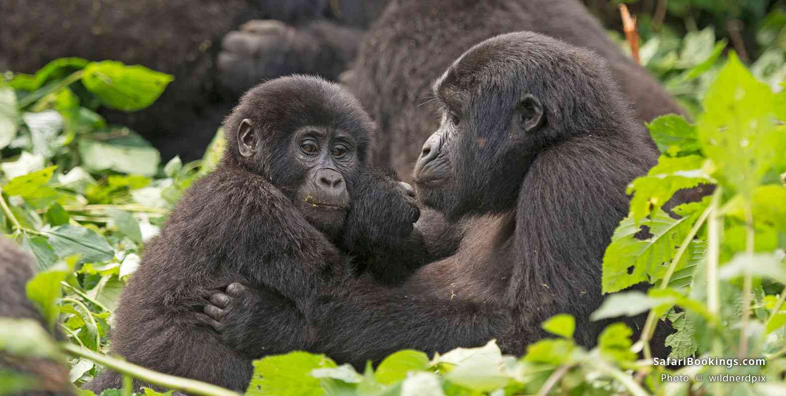 You are currently viewing Gorilla trekking in Uganda vs Rwanda – which is better?