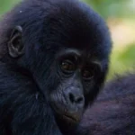 12-Day Uganda Safari with Big Five, Gorillas & Chimps