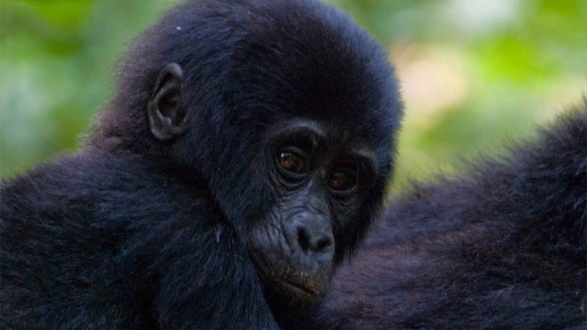 You are currently viewing 12-Day Uganda Safari with Big Five, Gorillas & Chimps
