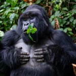 Gorillas experience