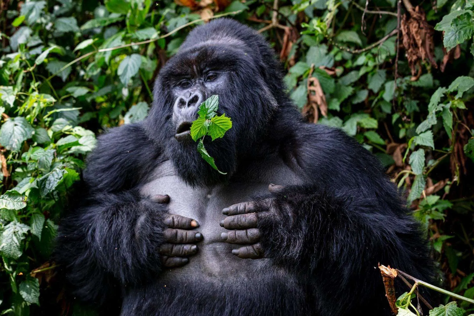 You are currently viewing 4-Day Rwanda and Uganda Safari Experience with Gorillas