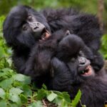 3-Day Uganda Gorilla Habituation Tour