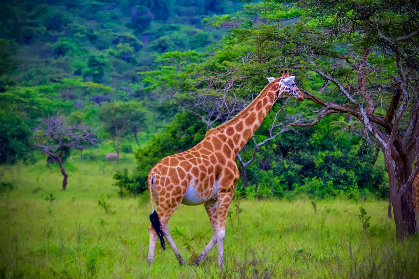 You are currently viewing  4-Day Lake Mburo Wildlife Safari & Bwindi Gorilla Trek
