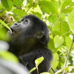 Luxury Uganda, Kenya & Tanzania Safari