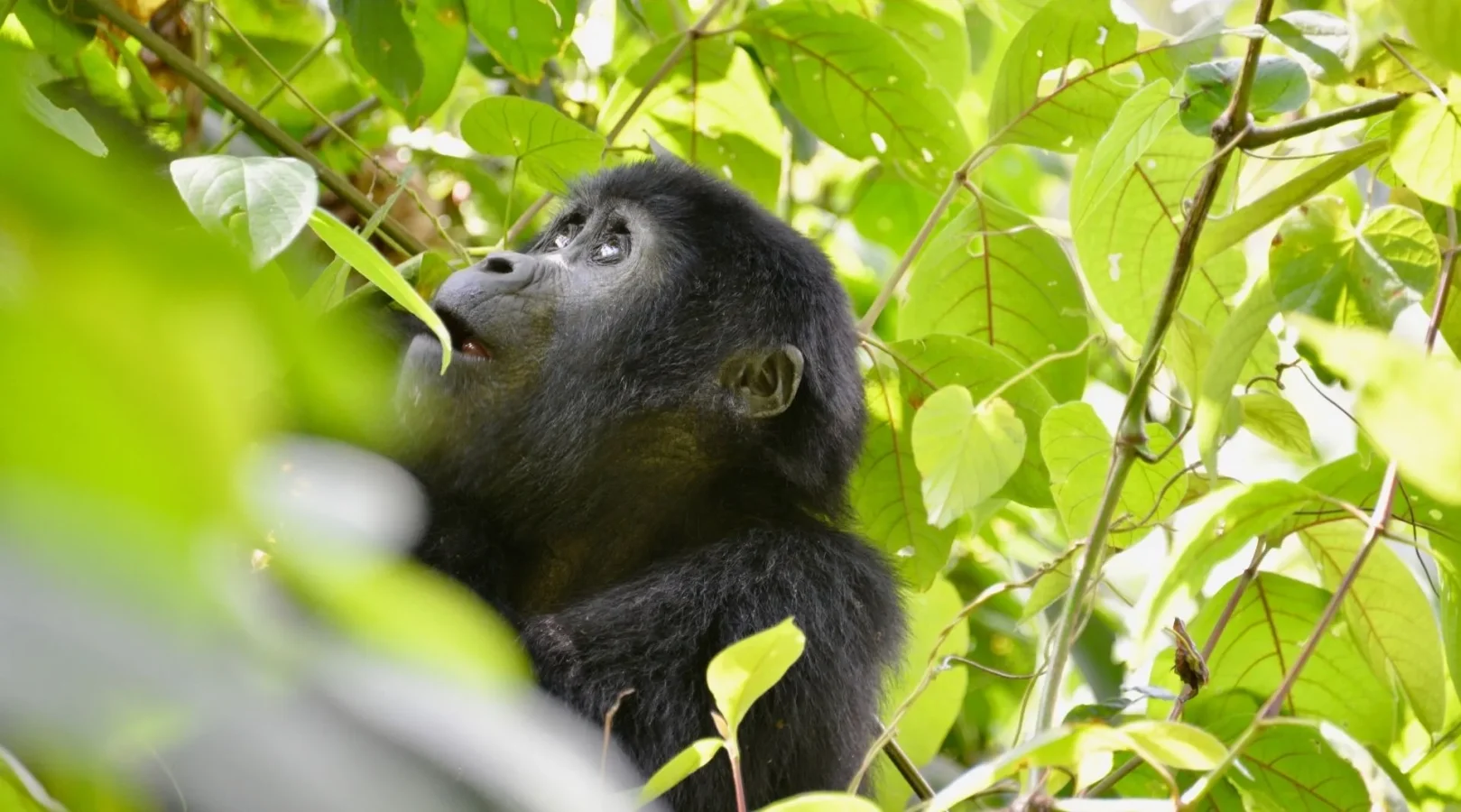 You are currently viewing 7 DAY GORILLA, CHIMPANZEE AND WILDLIFE TOUR IN UGANDA