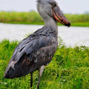 Read more about the article SWAMP MABAMBA