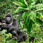 Rwanda Gorilla Trekking Safari