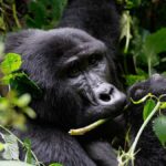 Rwanda Mountain Gorillas