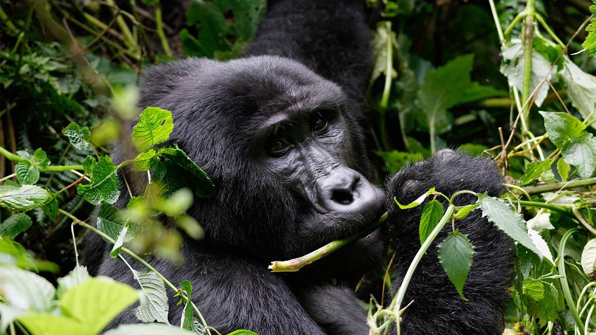 You are currently viewing  1-Day Rwanda Mountain Gorillas Tour