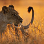 Rwanda wildlife safari