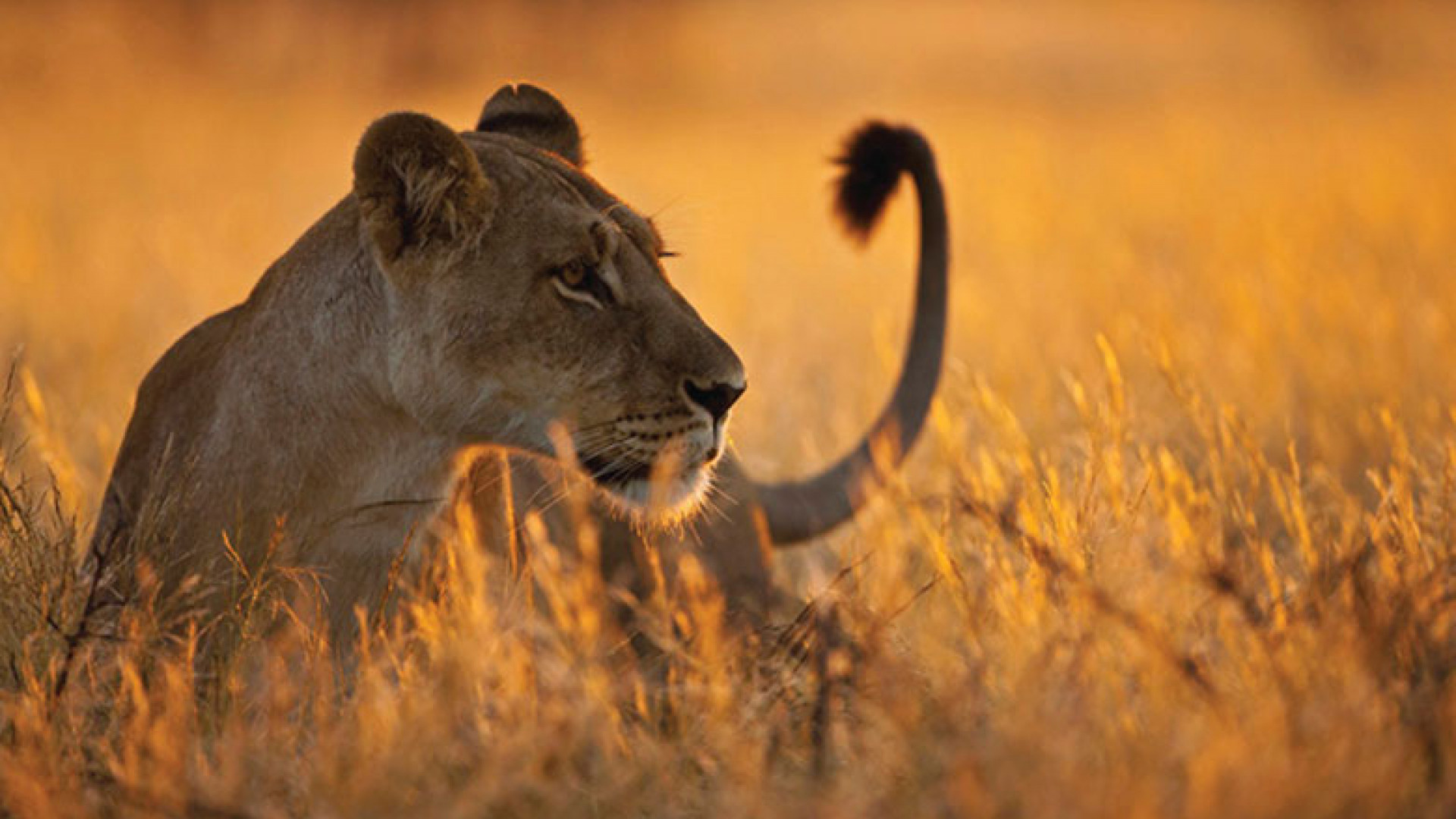 You are currently viewing The Ultimate Primate & Wildlife Safari: Uganda & Rwanda in 16 Days