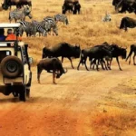 Tanzania Gorillas &Wildlife Safari