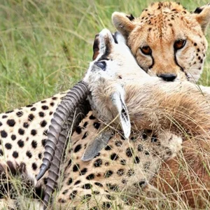 Read more about the article EXPLORING TSAVO NATIONAL PARK IN KENYA