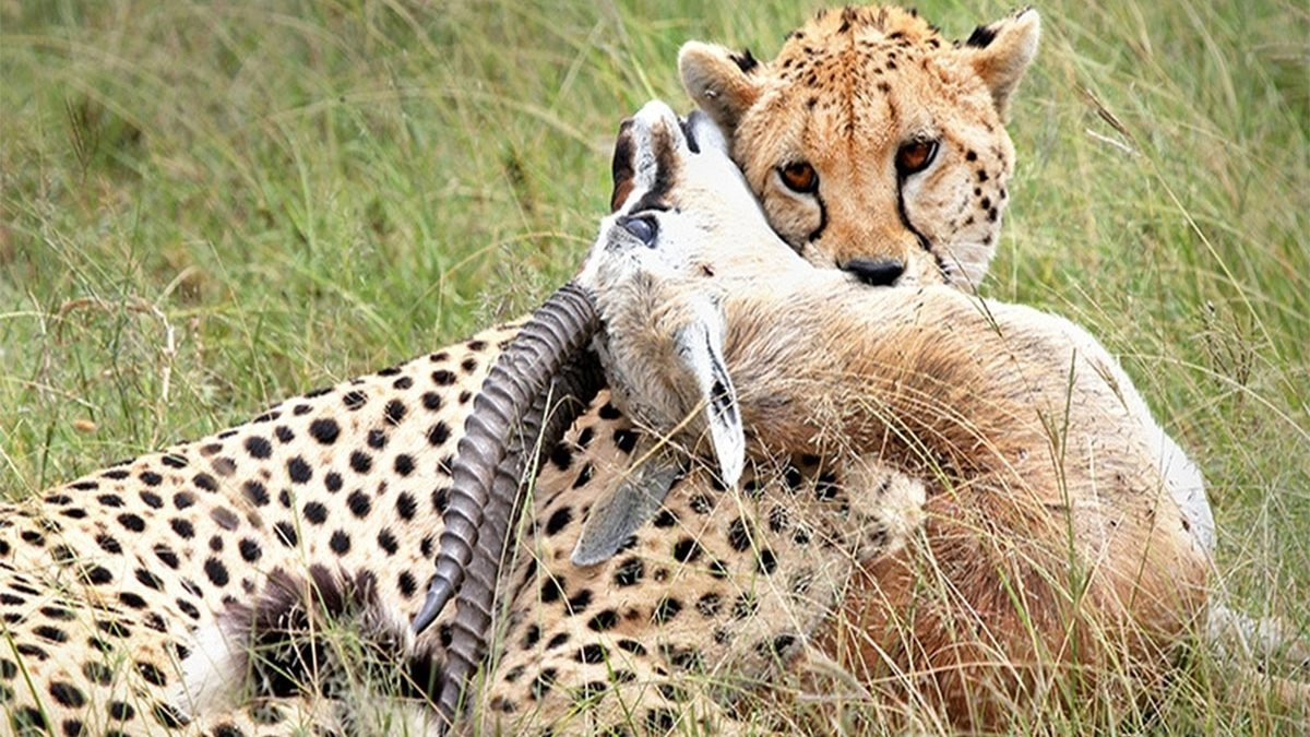 You are currently viewing EXPLORING TSAVO NATIONAL PARK IN KENYA