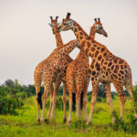 Wildlife Uganda