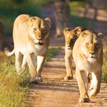Adventures Africa