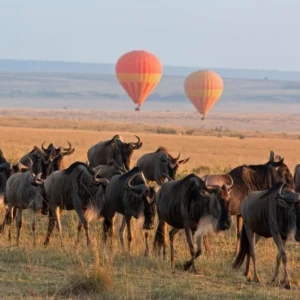 Read more about the article The Great Migration in Tanzania; When & Where To See It