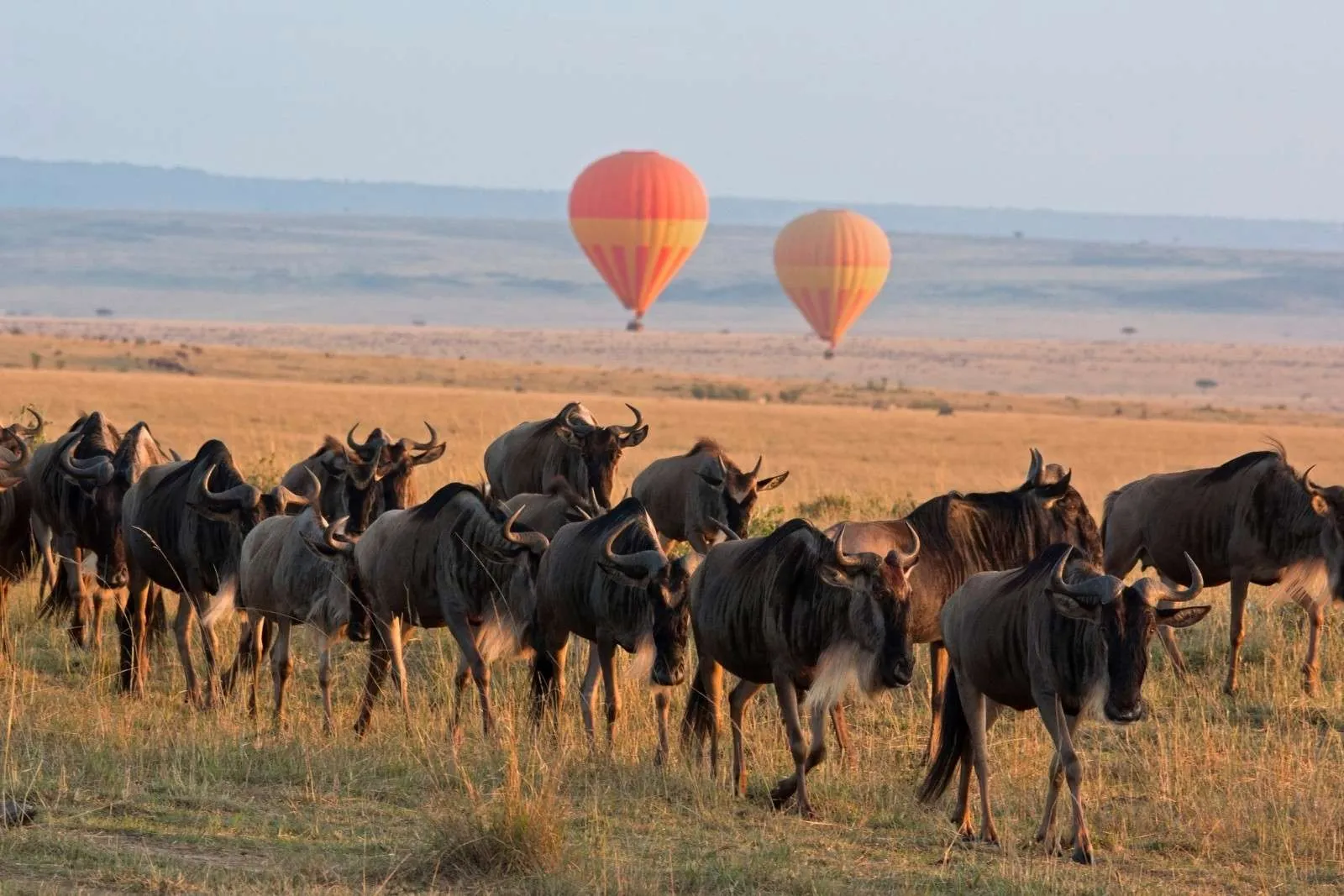 Read more about the article The Great Migration in Tanzania; When & Where To See It