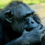 4-Day Kibale Chimpanzee and Bwindi Gorilla Tracking