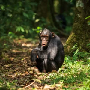 Read more about the article Budongo Forest Activities
