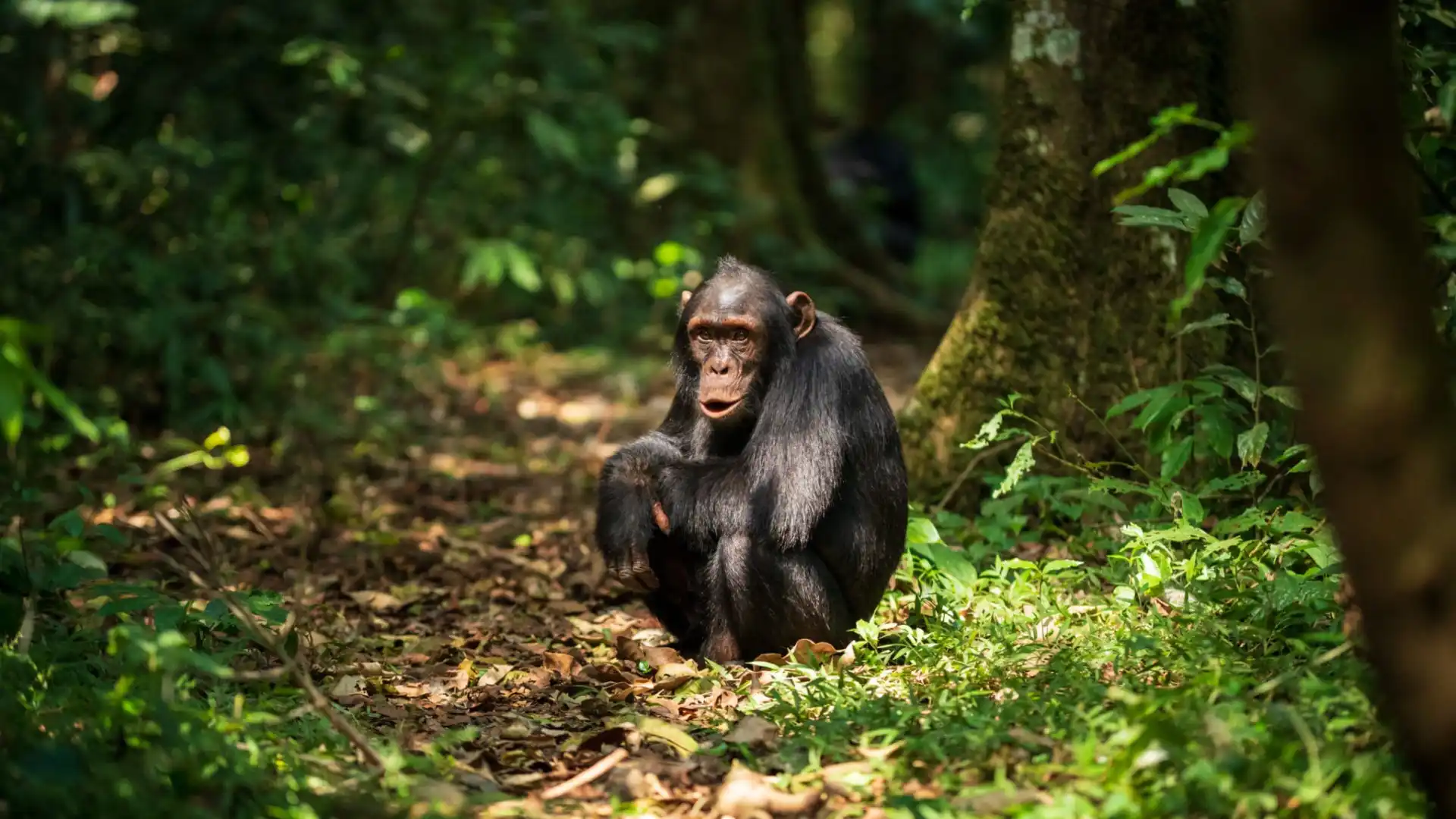 You are currently viewing Budongo Forest Activities