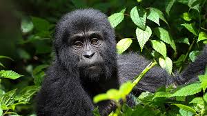 You are currently viewing 2 Days Budget Gorilla Trekking in Bwindi from Kigali