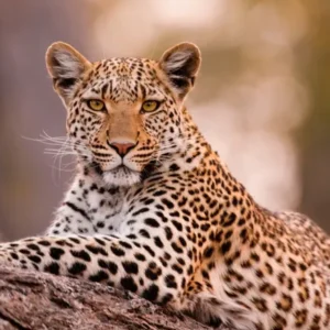 Read more about the article Leopards in Africa: Behavior, Best Places & Safari Guide