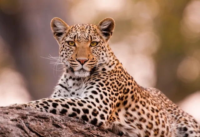 You are currently viewing Leopards in Africa: Behavior, Best Places & Safari Guide