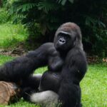 Uganda Gorillas Chimps and Wildlife Safari